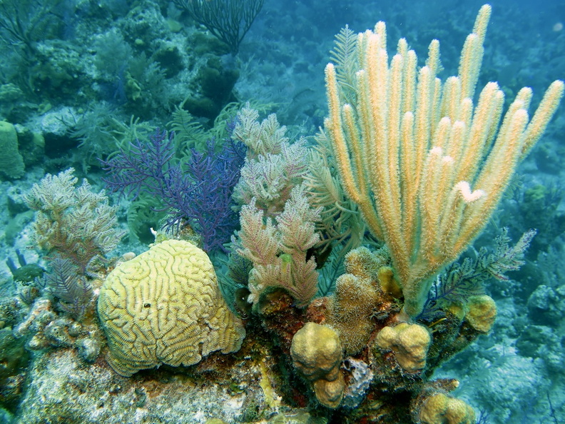 38 Corals IMG_3955.jpg